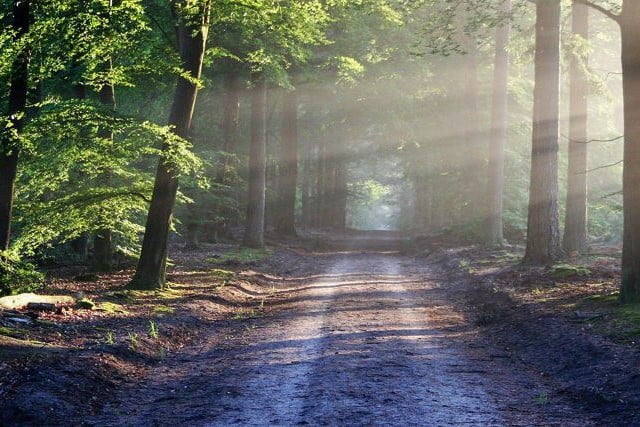 Lasy i ich rola w walce z suszą