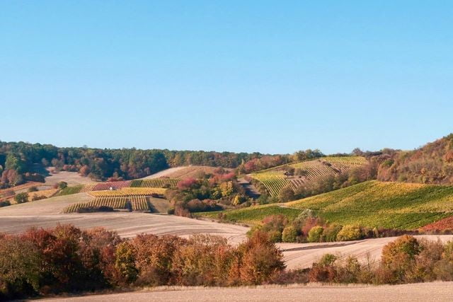 Nasadzenia śródpolne