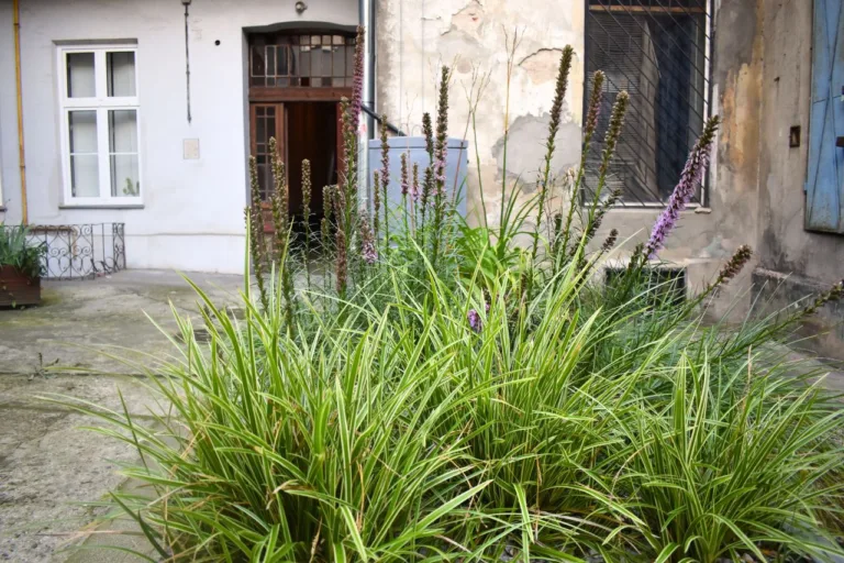 Zielony ogród deszczowy wśród starych kamienic – Kraków ul.Dietla